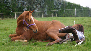 Foals and Foaling